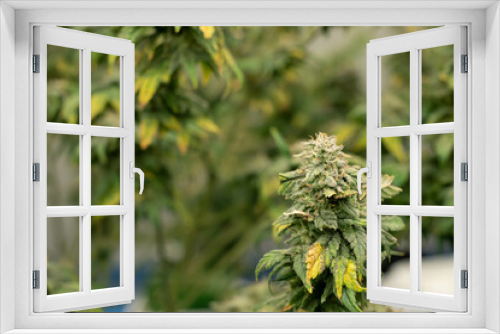 Fototapeta Naklejka Na Ścianę Okno 3D - Caring for indoor cannabis plants Fresh cannabis flowers are being pruned by cutting off the cannabis leaves near the flowers. Green House.