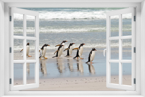 Fototapeta Naklejka Na Ścianę Okno 3D - Gentoo penguins waddle out of the sea