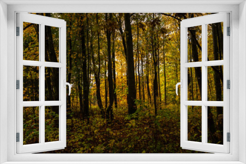 Fototapeta Naklejka Na Ścianę Okno 3D - autumn forest in the morning