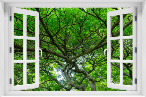 Fototapeta Naklejka Na Ścianę Okno 3D - green tree branches