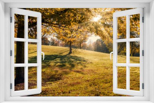 Fototapeta Naklejka Na Ścianę Okno 3D - Sunlight shining through an autumnal tree on a meadow
