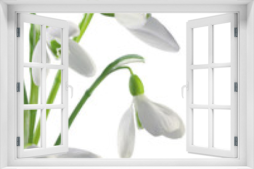 Fototapeta Naklejka Na Ścianę Okno 3D - Spring snowdrops isolated on white background