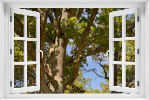 Fototapeta Naklejka Na Ścianę Okno 3D - View of green big trees in oak forest on a sunny summer day,