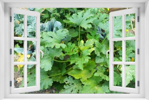 Fototapeta Naklejka Na Ścianę Okno 3D - Grüne Zucchini-Blätter im Hochbeet im Garten im August 