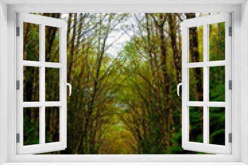 Fototapeta Naklejka Na Ścianę Okno 3D - Forest Road