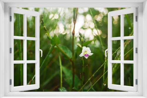 Fototapeta Naklejka Na Ścianę Okno 3D - wild white flower