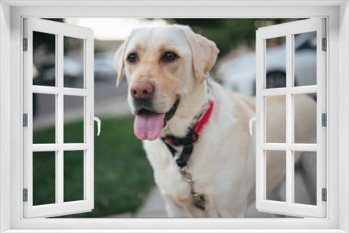Fototapeta Naklejka Na Ścianę Okno 3D - Portrait of a yellow labrador retriever on a leash outside.