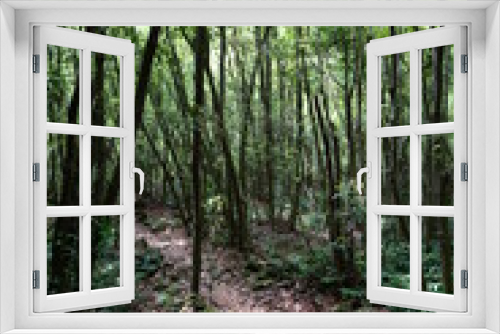 Fototapeta Naklejka Na Ścianę Okno 3D - spring path to deep forest