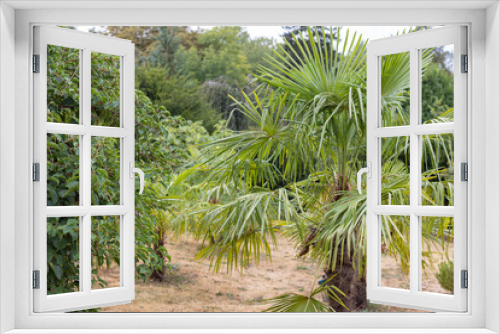 Fototapeta Naklejka Na Ścianę Okno 3D - palm trees in the garden
