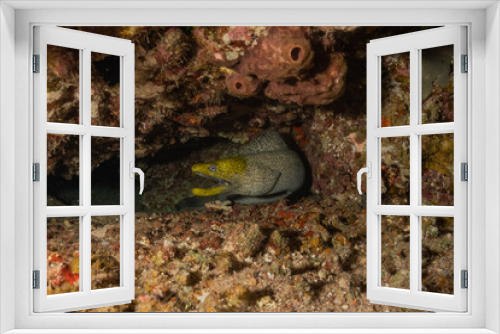 Fototapeta Naklejka Na Ścianę Okno 3D - Moray eel Mooray lycodontis undulatus in the Red Sea, Eilat Israel
