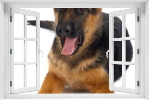 Fototapeta Naklejka Na Ścianę Okno 3D - German shepard dog