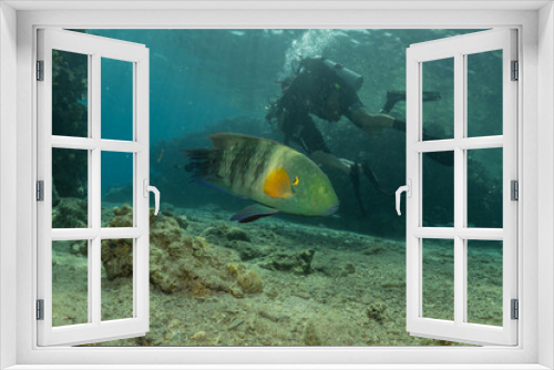 Fototapeta Naklejka Na Ścianę Okno 3D - Fish swimming in the Red Sea, colorful fish, Eilat Israel
