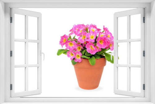 Fototapeta Naklejka Na Ścianę Okno 3D - Pink potted primrose isolated on white - Primula