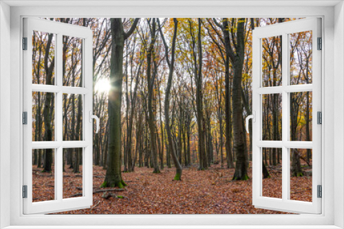 Fototapeta Naklejka Na Ścianę Okno 3D - Autumn forest scenery in warm light with sun rays