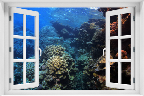 Fototapeta Naklejka Na Ścianę Okno 3D - Coral reef near St. Johns island, Red Sea, Egypt