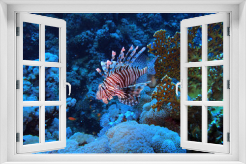 Fototapeta Naklejka Na Ścianę Okno 3D - Lion fish, Red Sea, Egypt
