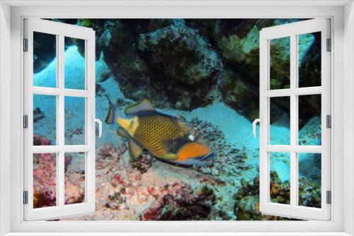Fototapeta Naklejka Na Ścianę Okno 3D - Titan triggerfish in Red Sea, Egypt, underwater photograph