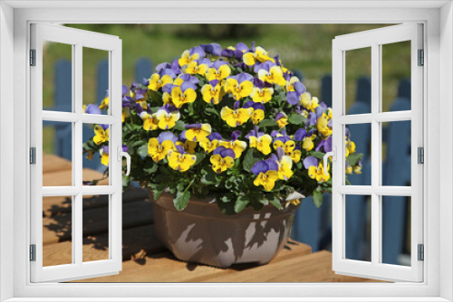 Fototapeta Naklejka Na Ścianę Okno 3D - Pot de Viola cornuta aux fleurs bleues et jaunes