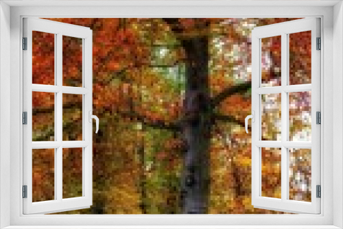 Fototapeta Naklejka Na Ścianę Okno 3D - Bold Fall Colors - nearing the end of October, Fall colors have hit their peak. The leaves eagerly wait for the sun to signal their fade to the ground.