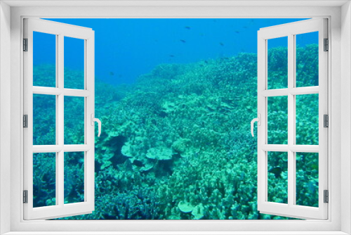 Fototapeta Naklejka Na Ścianę Okno 3D - Scuba diving on the reefs of Majuro,Marshall islands.