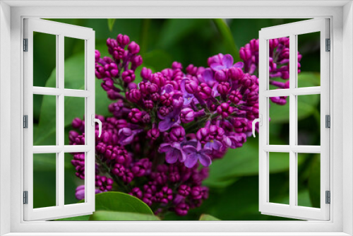Fototapeta Naklejka Na Ścianę Okno 3D - Beautiful purple lilac with branches against the background of green leaves very close