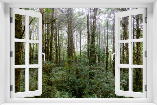 Fototapeta Naklejka Na Ścianę Okno 3D - Tropical forest with lots of tree
