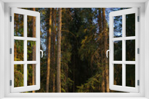 Fototapeta Naklejka Na Ścianę Okno 3D - forest landscape