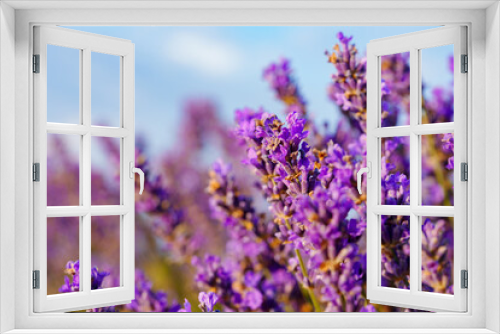 Fototapeta Naklejka Na Ścianę Okno 3D - Beautiful lavender flowers close up on a field