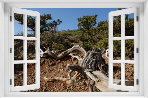 Fototapeta Naklejka Na Ścianę Okno 3D - winding tree 