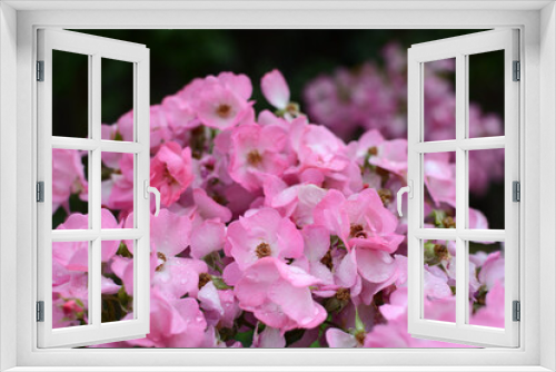 Fototapeta Naklejka Na Ścianę Okno 3D - Bright pink flowers in a flower bed