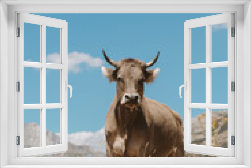 Fototapeta Naklejka Na Ścianę Okno 3D - Cow in Spanish nature