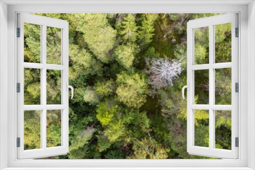 Fototapeta Naklejka Na Ścianę Okno 3D - Bird's eye view of a forest in summer. Green tree tops