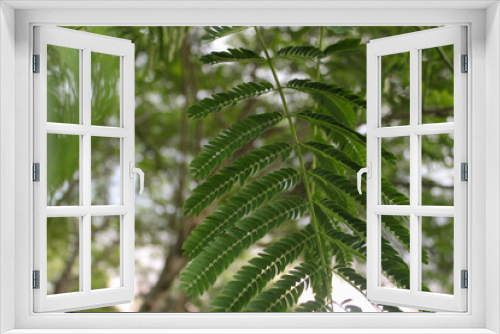 Fototapeta Naklejka Na Ścianę Okno 3D - Palm Tree Leaves