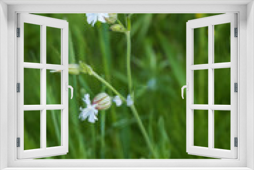 Fototapeta Naklejka Na Ścianę Okno 3D - Maidenstears, Silene Vulgaris, white wildflowers among grass