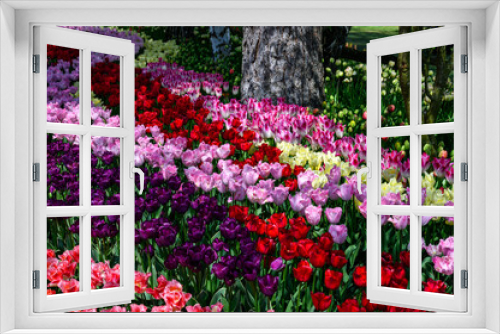 Fototapeta Naklejka Na Ścianę Okno 3D - Spring flowerbed with purple, red, pink, and white tulips, Skagit Valley, WA
