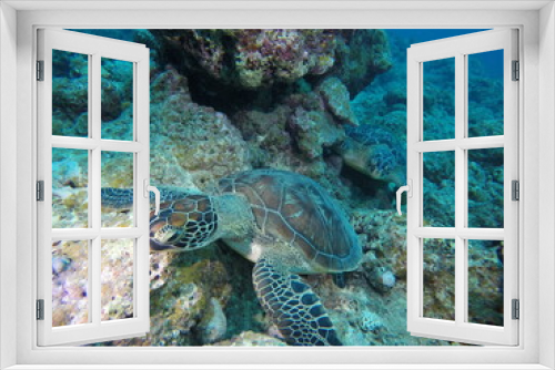 Fototapeta Naklejka Na Ścianę Okno 3D - Scuba diving into coral garden at Ishigaki island, Japan