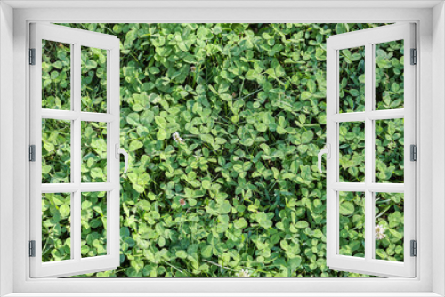 Fototapeta Naklejka Na Ścianę Okno 3D - beautiful bright lawn