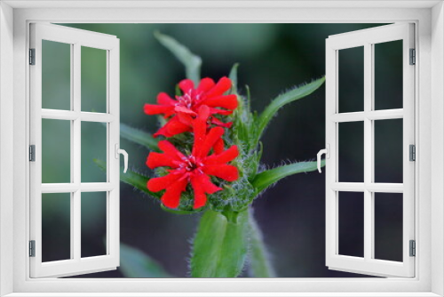 Fototapeta Naklejka Na Ścianę Okno 3D - red flower in the garden