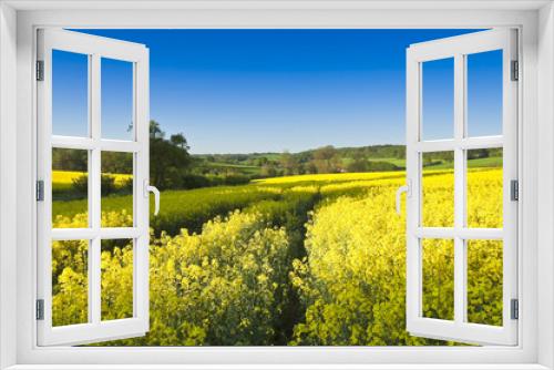 Fototapeta Naklejka Na Ścianę Okno 3D - Oilseed Rape, Canola, Biodiesel Crop