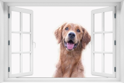 Fototapeta Naklejka Na Ścianę Okno 3D - golden retriever isolated on white