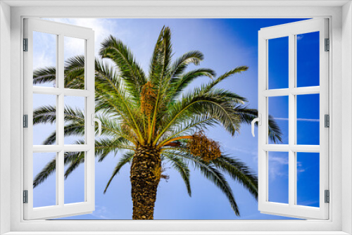 Fototapeta Naklejka Na Ścianę Okno 3D - Dattel Palmen sonnigen Tag in kroatien