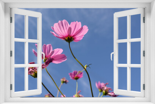 Fototapeta Naklejka Na Ścianę Okno 3D - Colorful cosmea flowers against a blue sky