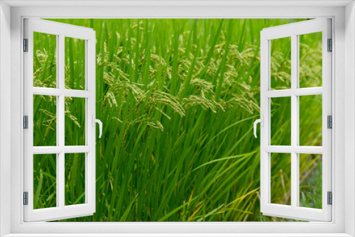 Fototapeta Naklejka Na Ścianę Okno 3D - Rice Plant Soon to be Harvested