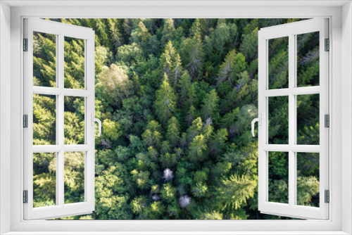 Fototapeta Naklejka Na Ścianę Okno 3D - aerial view of tree tops in a forest in summer