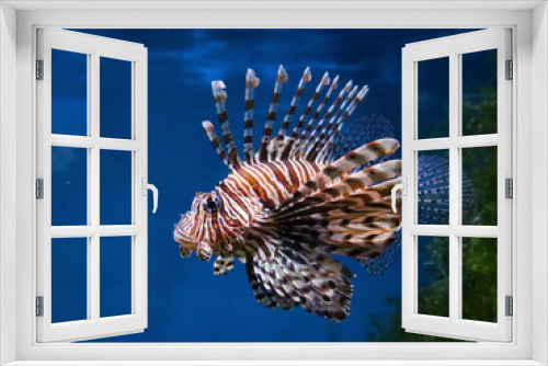 Fototapeta Naklejka Na Ścianę Okno 3D - Ocean fish under water. Underwater photography. Oceanarium, Aquarium. Sea fish. The seabed.