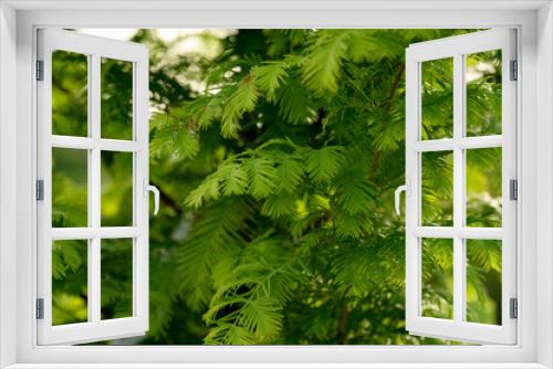 Fototapeta Naklejka Na Ścianę Okno 3D - Green Fern textures