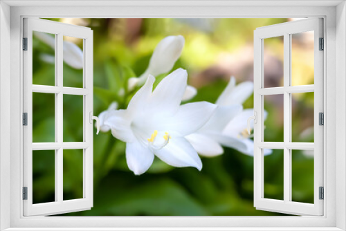Fototapeta Naklejka Na Ścianę Okno 3D - Hosta flowers. Bush of white hosta flower. Flowers in a flower bed in the garden. Floral background. Selective focus. Shallow depth of field. Blurred background