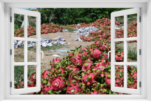 Fototapeta Naklejka Na Ścianę Okno 3D - Dragon fruit farm in Vietnam.