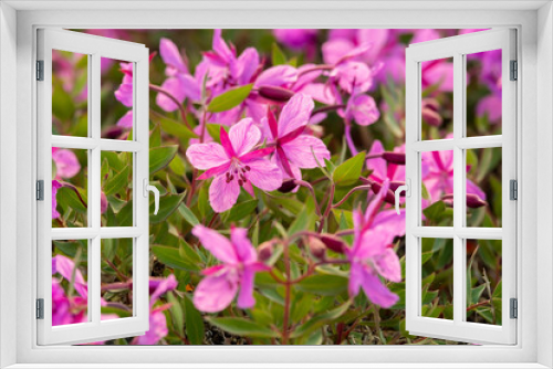 Fototapeta Naklejka Na Ścianę Okno 3D - Bright pink, purple arctic dwarf fireweed flowers. Chamaenerion latifolium. 