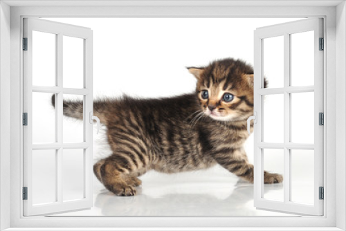 Fototapeta Naklejka Na Ścianę Okno 3D - beautiful cute 20 days old kitten